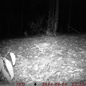 Vombatus ursinus (Common wombat, Bare-nosed Wombat) at Bucketty, NSW - 4 Sep 2024 by MartinPredavec