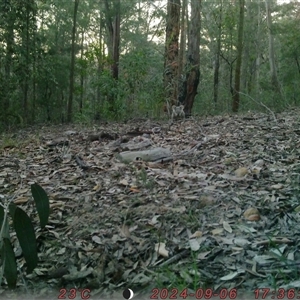Menura novaehollandiae at Bucketty, NSW - 6 Sep 2024 10:00 AM