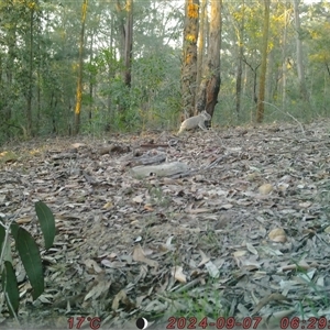 Phascolarctos cinereus at Bucketty, NSW - 7 Sep 2024 10:00 AM