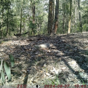 Menura novaehollandiae (Superb Lyrebird) at Bucketty, NSW - 7 Sep 2024 by MartinPredavec