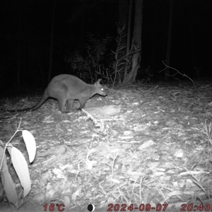 Wallabia bicolor (Swamp Wallaby) at Bucketty, NSW - 7 Sep 2024 by MartinPredavec