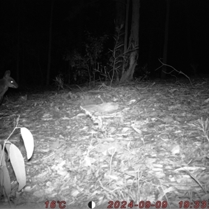 Wallabia bicolor (Swamp Wallaby) at Bucketty, NSW - 9 Sep 2024 by MartinPredavec