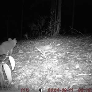Phascolarctos cinereus at Bucketty, NSW - 11 Sep 2024 10:00 AM