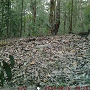 Menura novaehollandiae at Bucketty, NSW - 12 Sep 2024 10:00 AM