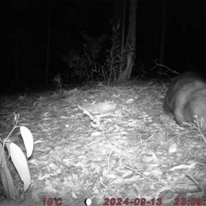 Vombatus ursinus at Bucketty, NSW - 13 Sep 2024 10:00 AM