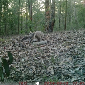 Phascolarctos cinereus at Bucketty, NSW - 18 Sep 2024 10:00 AM