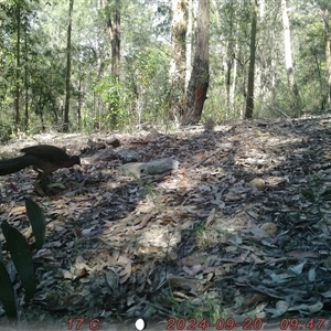 Menura novaehollandiae at Bucketty, NSW - 20 Sep 2024 10:00 AM