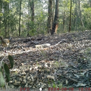 Menura novaehollandiae (Superb Lyrebird) at Bucketty, NSW - 19 Sep 2024 by MartinPredavec