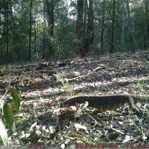 Varanus varius at Bucketty, NSW - suppressed