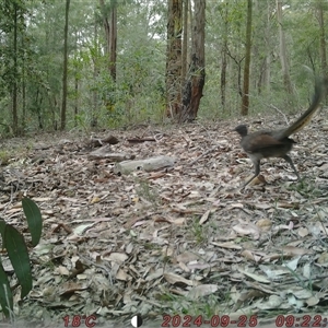 Menura novaehollandiae (Superb Lyrebird) at Bucketty, NSW - 25 Sep 2024 by MartinPredavec