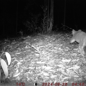 Phascolarctos cinereus at Bucketty, NSW - 26 Sep 2024 10:00 AM