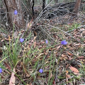 Patersonia glabrata at Bucketty, NSW - 27 Sep 2024 10:00 AM