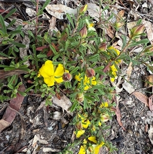 Hibbertia diffusa at Bucketty, NSW - 27 Sep 2024 by MartinPredavec