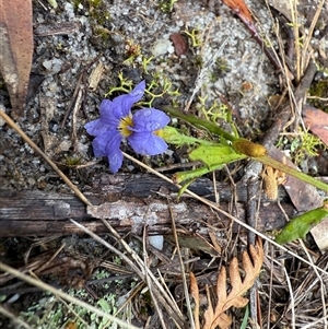 Dampiera stricta at Bucketty, NSW - 27 Sep 2024 10:00 AM