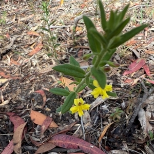 Goodenia heterophylla at Bucketty, NSW - 27 Sep 2024 10:00 AM
