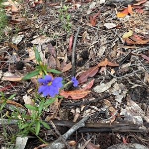 Dampiera stricta (Blue Dampiera) at Bucketty, NSW - 27 Sep 2024 by MartinPredavec