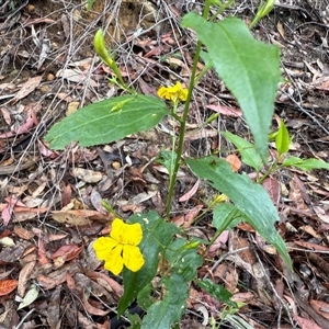 Goodenia ovata at Bucketty, NSW - 27 Sep 2024 10:00 AM