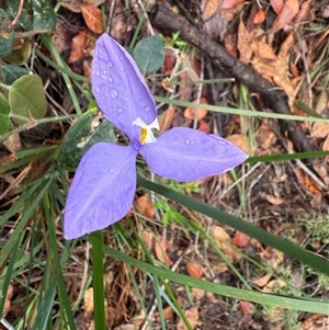 Patersonia glabrata at Bucketty, NSW - 27 Sep 2024 by MartinPredavec