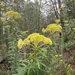 Cassinia denticulata at Bucketty, NSW - 27 Sep 2024 10:00 AM