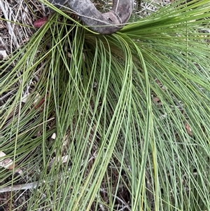 Xanthorrhoea media at Bucketty, NSW - 27 Sep 2024 by MartinPredavec