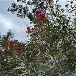 Grevillea juniperina at Bucketty, NSW - 27 Sep 2024 by MartinPredavec