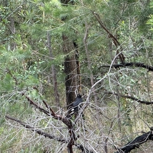 Strepera graculina (Pied Currawong) at Bucketty, NSW - 27 Sep 2024 by MartinPredavec