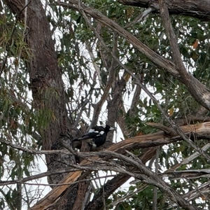 Gymnorhina tibicen at Bucketty, NSW - 28 Sep 2024 10:00 AM
