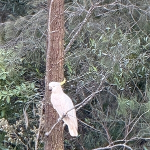 Cacatua galerita at Bucketty, NSW - 20 Nov 2024 11:00 AM