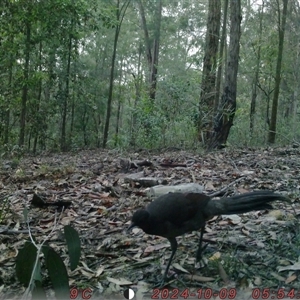 Menura novaehollandiae at Bucketty, NSW - 9 Oct 2024 11:00 AM