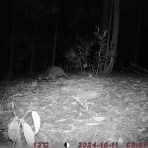Wallabia bicolor (Swamp Wallaby) at Bucketty, NSW - 11 Oct 2024 by MartinPredavec