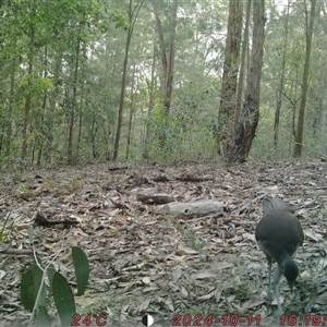 Menura novaehollandiae at Bucketty, NSW - 11 Oct 2024 11:00 AM