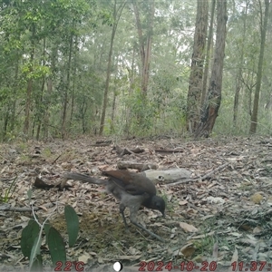 Menura novaehollandiae at Bucketty, NSW - 20 Oct 2024 11:00 AM
