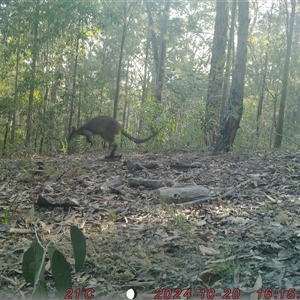 Wallabia bicolor (Swamp Wallaby) at Bucketty, NSW - 20 Oct 2024 by MartinPredavec