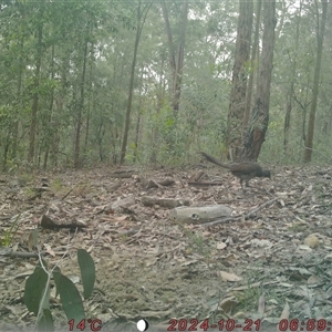 Menura novaehollandiae (Superb Lyrebird) at Bucketty, NSW - 21 Oct 2024 by MartinPredavec