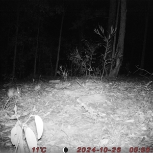 Perameles nasuta at Bucketty, NSW - 26 Oct 2024 11:00 AM