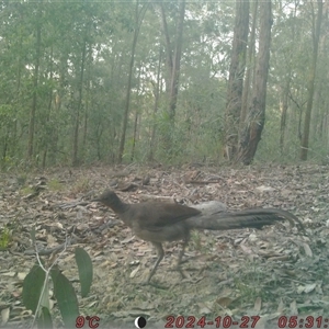 Menura novaehollandiae (Superb Lyrebird) at Bucketty, NSW - 27 Oct 2024 by MartinPredavec