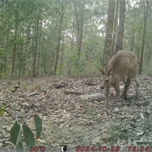 Macropus giganteus at Bucketty, NSW - 28 Oct 2024 11:00 AM