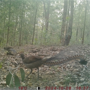 Menura novaehollandiae (Superb Lyrebird) at Bucketty, NSW - 28 Oct 2024 by MartinPredavec