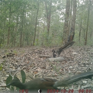 Menura novaehollandiae (Superb Lyrebird) at Bucketty, NSW - 29 Oct 2024 by MartinPredavec