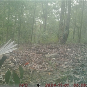 Menura novaehollandiae (Superb Lyrebird) at Bucketty, NSW - 1 Nov 2024 by MartinPredavec