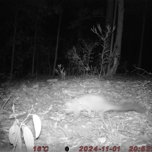 Trichosurus vulpecula at Bucketty, NSW - 1 Nov 2024 11:00 AM
