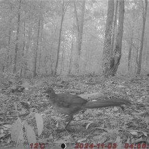 Menura novaehollandiae at Bucketty, NSW - 3 Nov 2024 11:00 AM