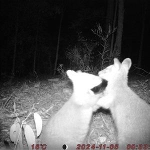Wallabia bicolor (Swamp Wallaby) at Bucketty, NSW - 5 Nov 2024 by MartinPredavec