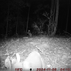 Phascolarctos cinereus at Bucketty, NSW - 6 Nov 2024 11:00 AM