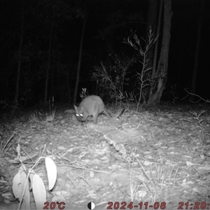 Wallabia bicolor at Bucketty, NSW - 8 Nov 2024 11:00 AM