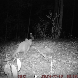 Phascolarctos cinereus at Bucketty, NSW - 10 Nov 2024 11:00 AM