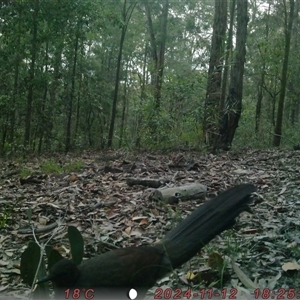 Menura novaehollandiae (Superb Lyrebird) at Bucketty, NSW - 12 Nov 2024 by MartinPredavec