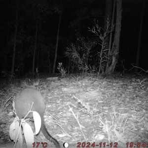 Wallabia bicolor at Bucketty, NSW - 12 Nov 2024 11:00 AM
