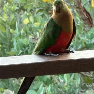 Alisterus scapularis (Australian King-Parrot) at Bucketty, NSW - 21 Nov 2024 by MartinPredavec