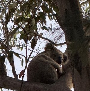 Phascolarctos cinereus at Bucketty, NSW - 21 Nov 2024 11:00 AM